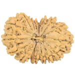 16 Mukhi Rudraksha 34.8mm 6.56gm - Rudraksha