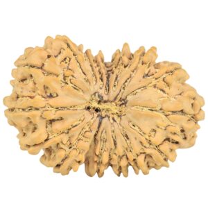 16 Mukhi Rudraksha 34.8mm 6.56gm - Rudraksha
