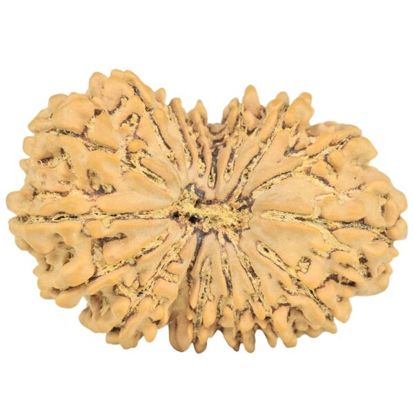 16 Mukhi Rudraksha 34.8mm 6.56gm - Rudraksha