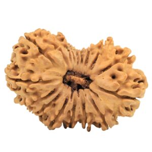 17 Mukhi Rudraksha 29.9mm 4gm - Origin: Nepal - Rudraksha