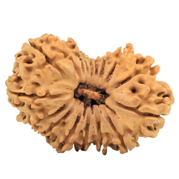 17 Mukhi Rudraksha 29.9mm 4gm - Origin: Nepal - Rudraksha