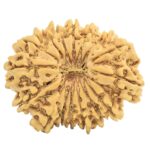 16 Mukhi Rudraksha 27.9mm 4.15gm - Rudraksha