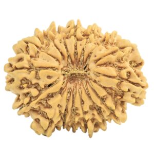 16 Mukhi Rudraksha 27.9mm 4.15gm - Rudraksha