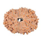 14 Mukhi Rudraksha 22.9mm 2.55gm - Rudraksha