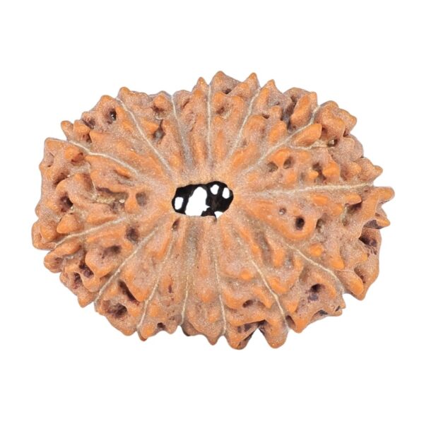 14 Mukhi Rudraksha 22.9mm 2.55gm - Rudraksha