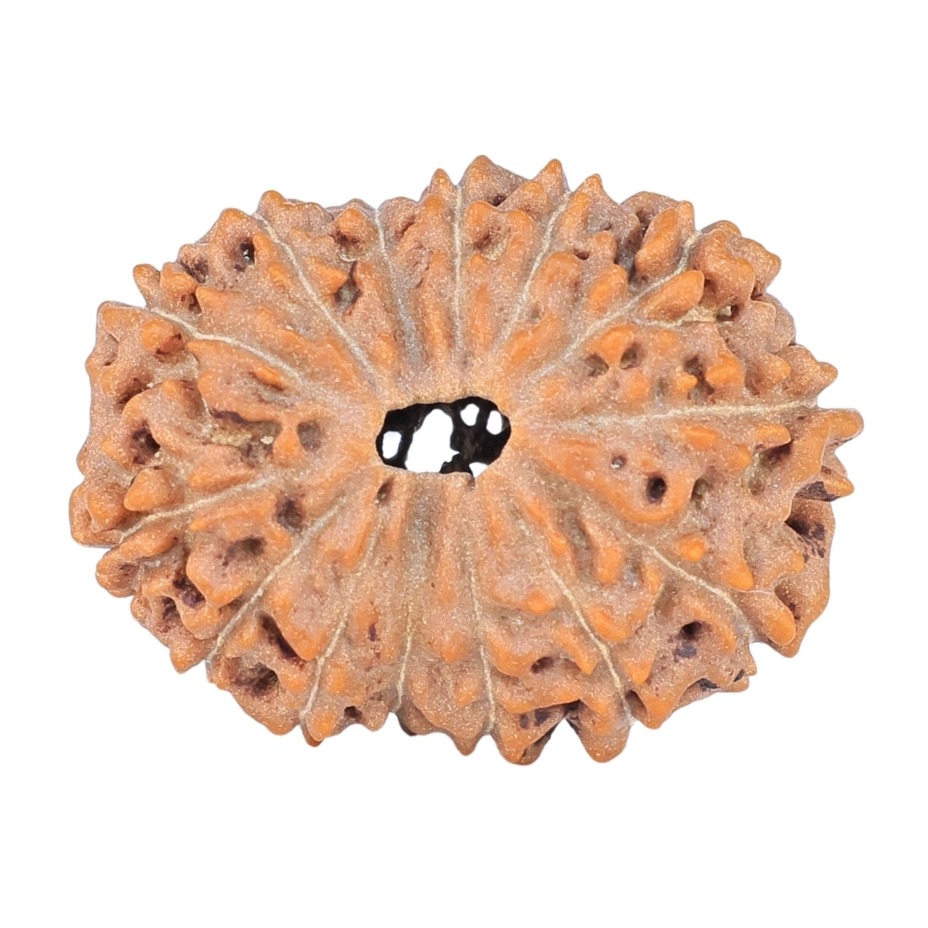 14 Mukhi Rudraksha 22.9mm 2.55gm - Rudraksha