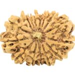 15 Mukhi Rudraksha 28.8mm 4gm - Rudraksha