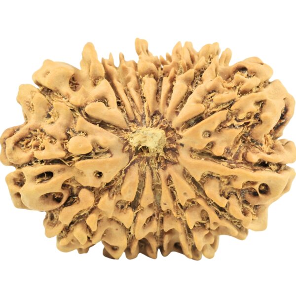 15 Mukhi Rudraksha 28.8mm 4gm - Rudraksha