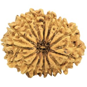 15 Mukhi Rudraksha 25.7mm 2.28gm - Rudraksha