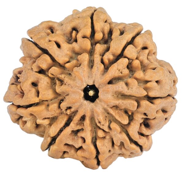 8 Mukhi Rudraksha 29.4mm 5.85gm - Rudraksha