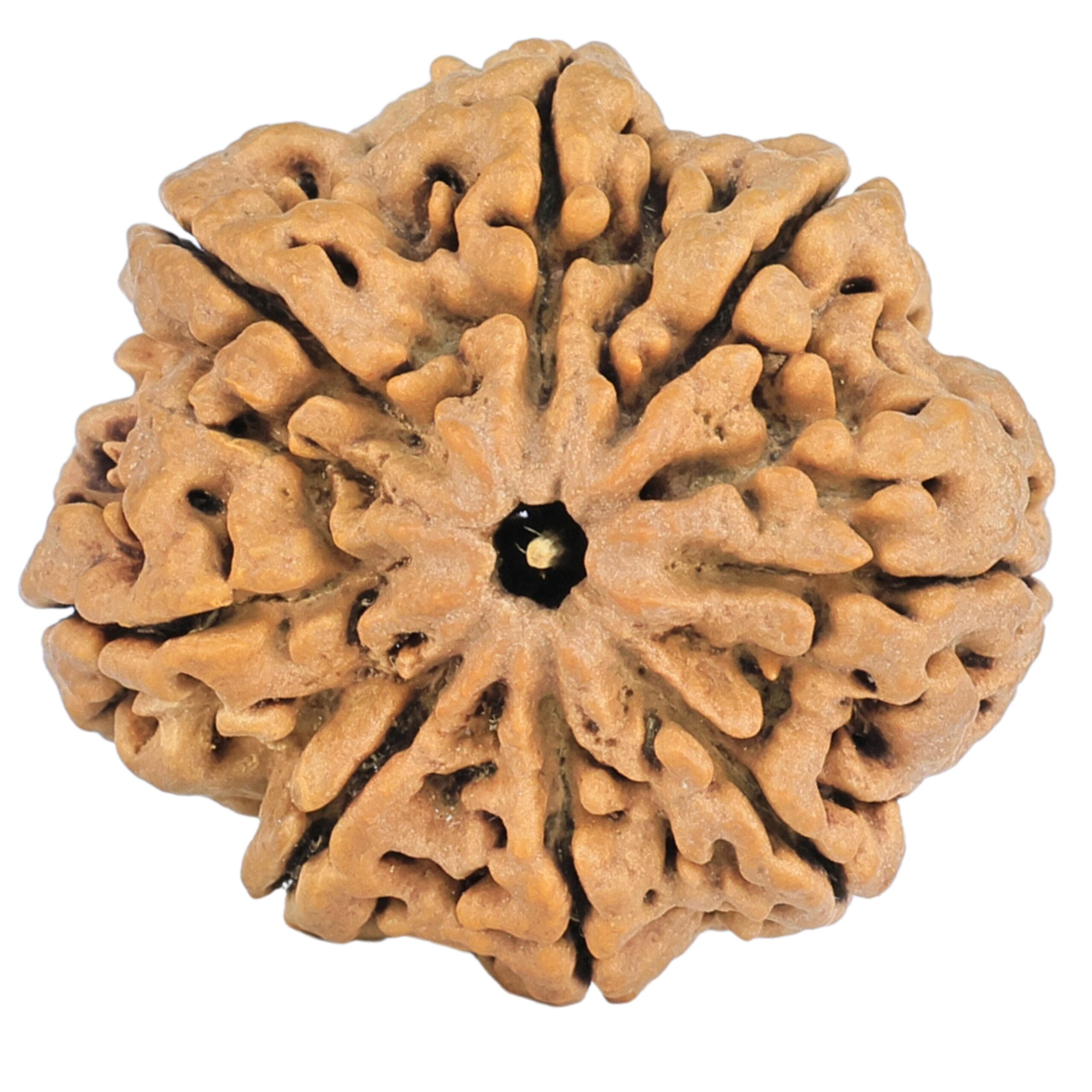 8 Mukhi Rudraksha 29.4mm 5.85gm - Rudraksha