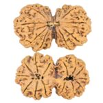 14 Mk Gaurishankar 40.2mm 7.48gm - Rudraksha