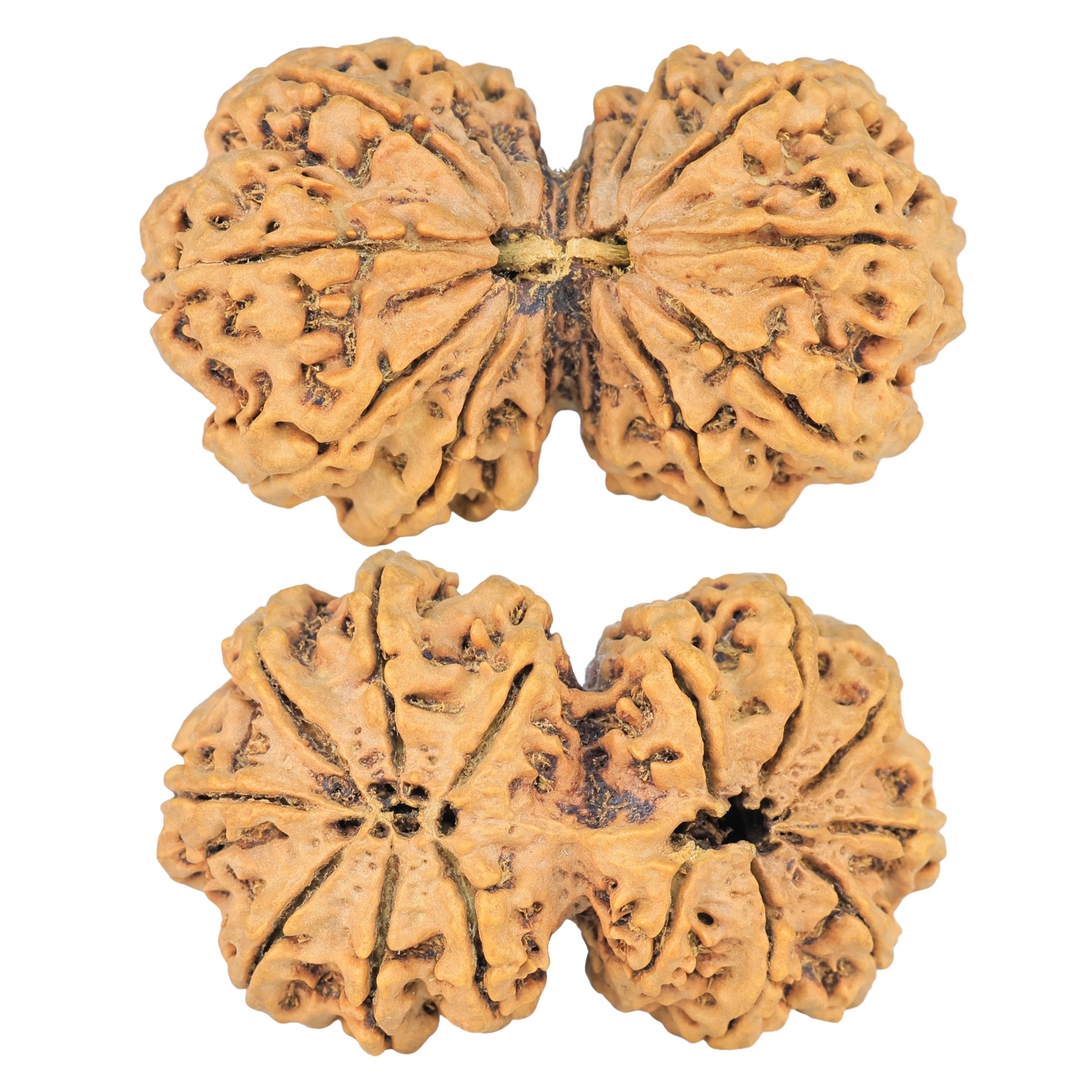 14 Mk Gaurishankar 40.2mm 7.48gm - Rudraksha