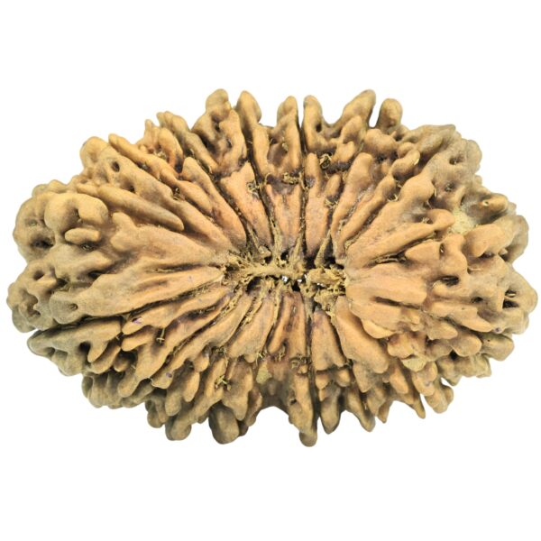 16 Mukhi Rudraksha 40.2mm 3.8gm - Rudraksha