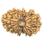 17 Mukhi Rudraksha 32.9mm 5.14gm - Rudraksha