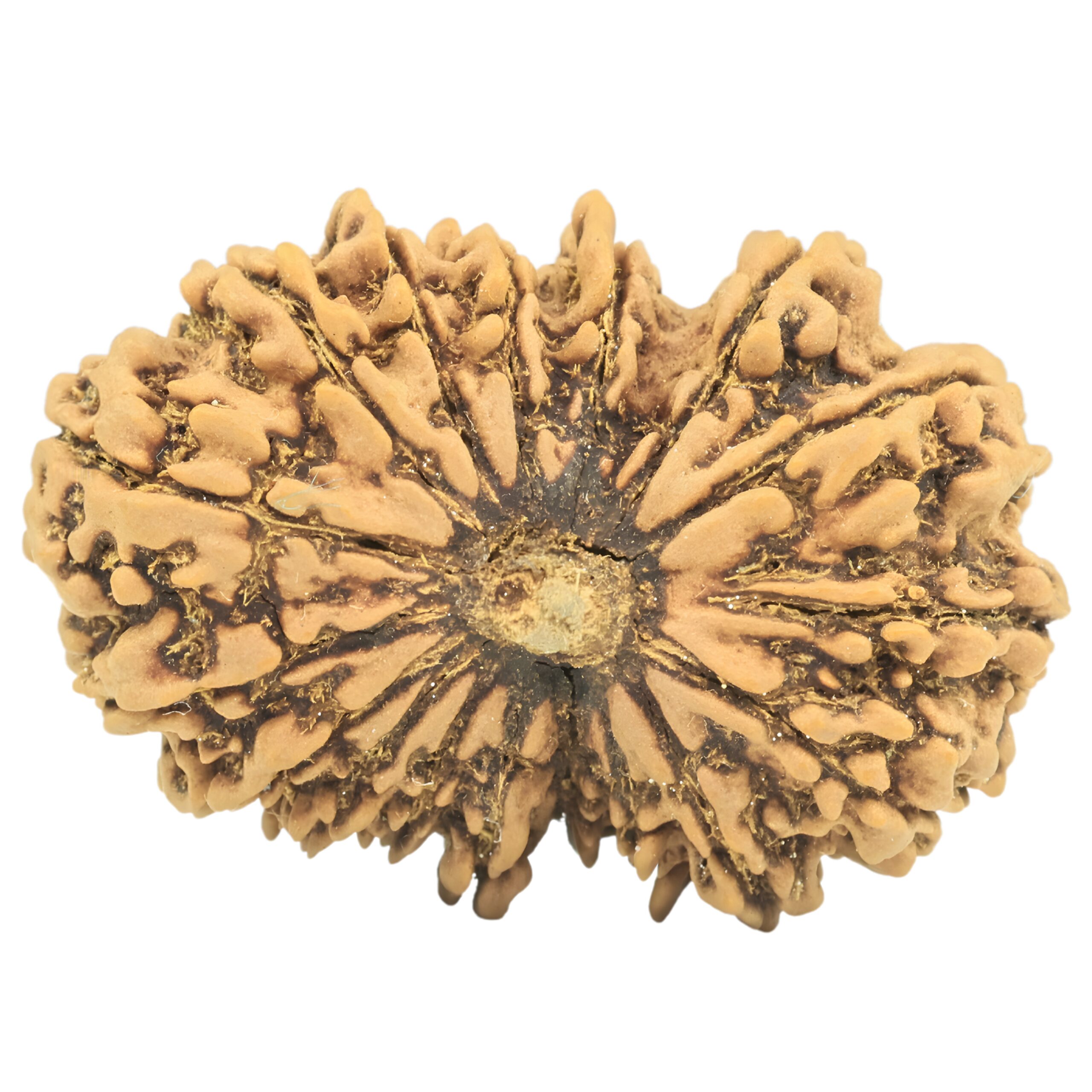 17 Mukhi Rudraksha 32.9mm 5.14gm - Rudraksha