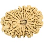 16 Mukhi Rudraksha 35mm 5.75gm - Rudraksha