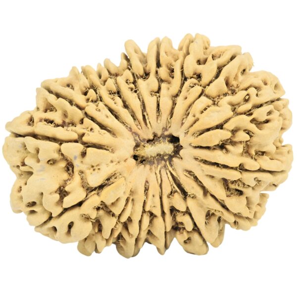 16 Mukhi Rudraksha 35mm 5.75gm - Rudraksha