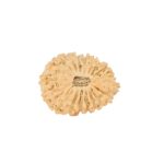 19 Mukhi Rudraksha 16.9mm 1.13gm - Rudraksha