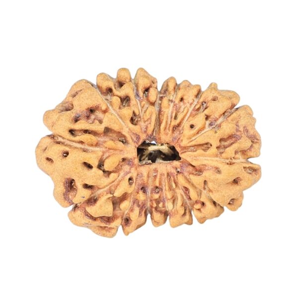 14 Mukhi Rudraksha 22.8mm 1.78gm - Rudraksha