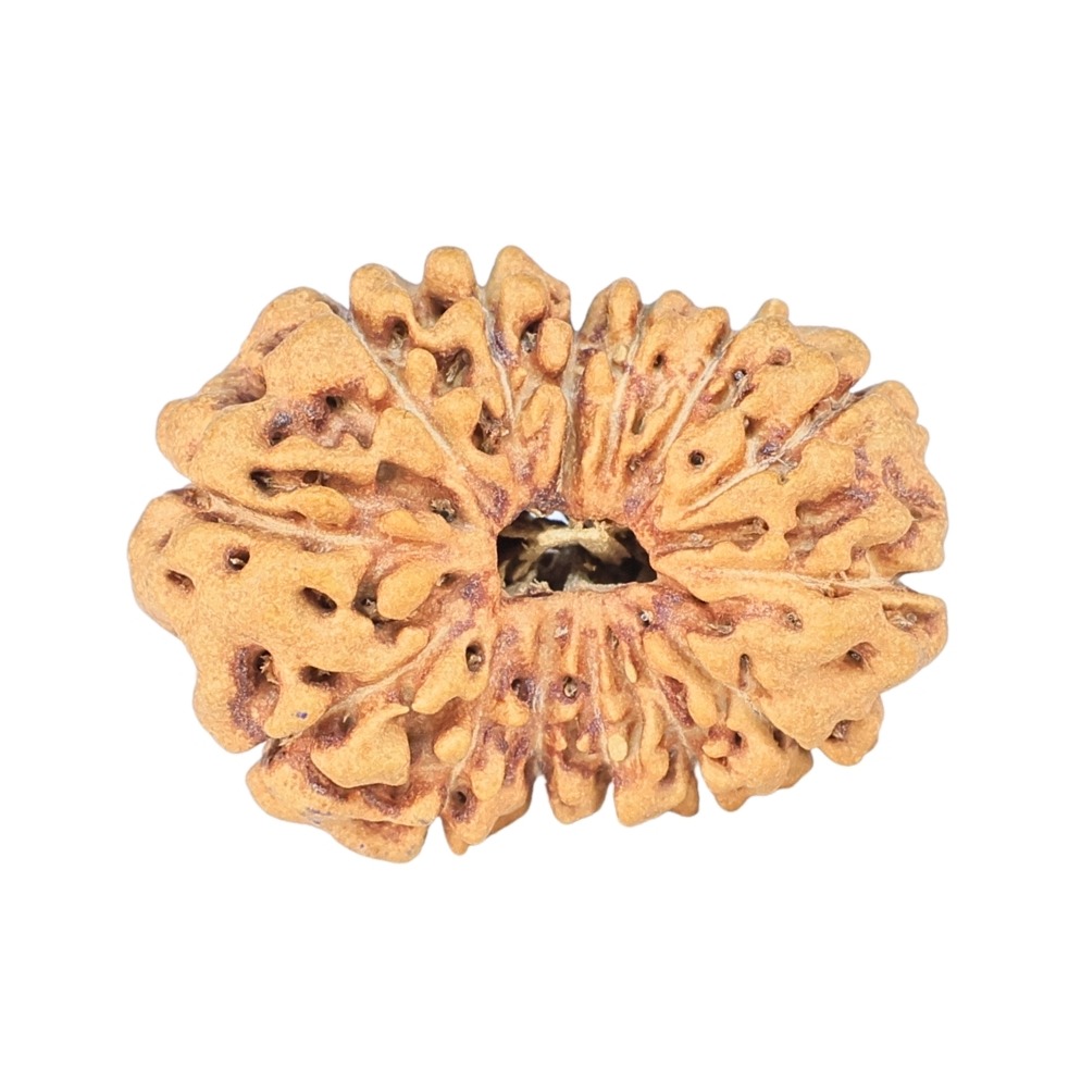 14 Mukhi Rudraksha 22.8mm 1.78gm - Rudraksha