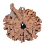 8 Mukhi Ganesh 27.4mm 4.26gm - Rudraksha