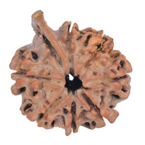 8 Mukhi Ganesh 27.4mm 4.26gm - Rudraksha