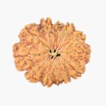 12 Mukhi Rudraksha 23.8mm 3.51gm - Rudraksha