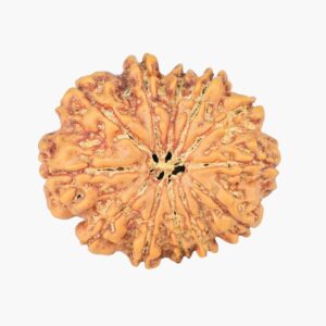 12 Mukhi Rudraksha 23.8mm 3.51gm - Rudraksha