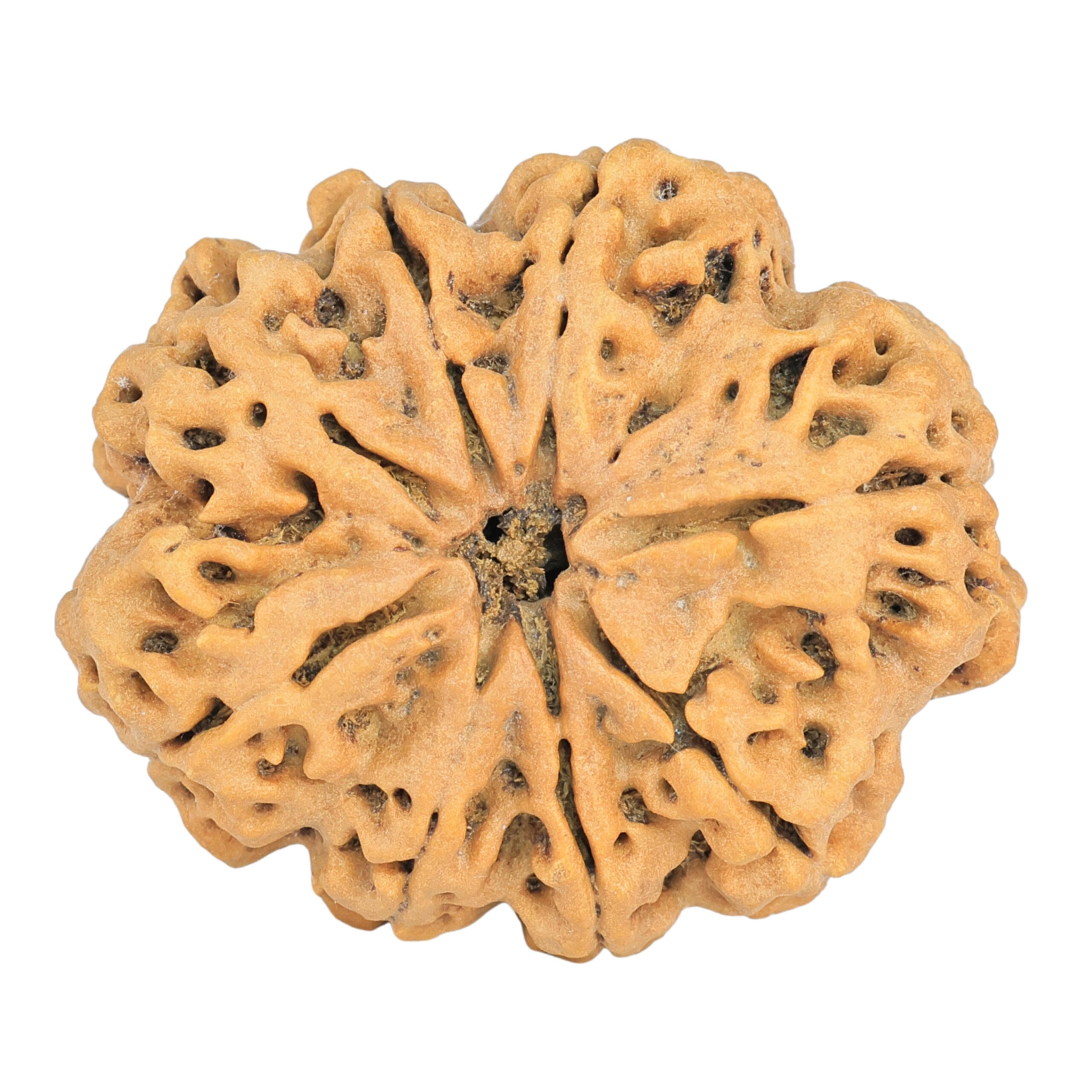 8 Mukhi Rudraksha 32.3mm 7.5gm - Rudraksha