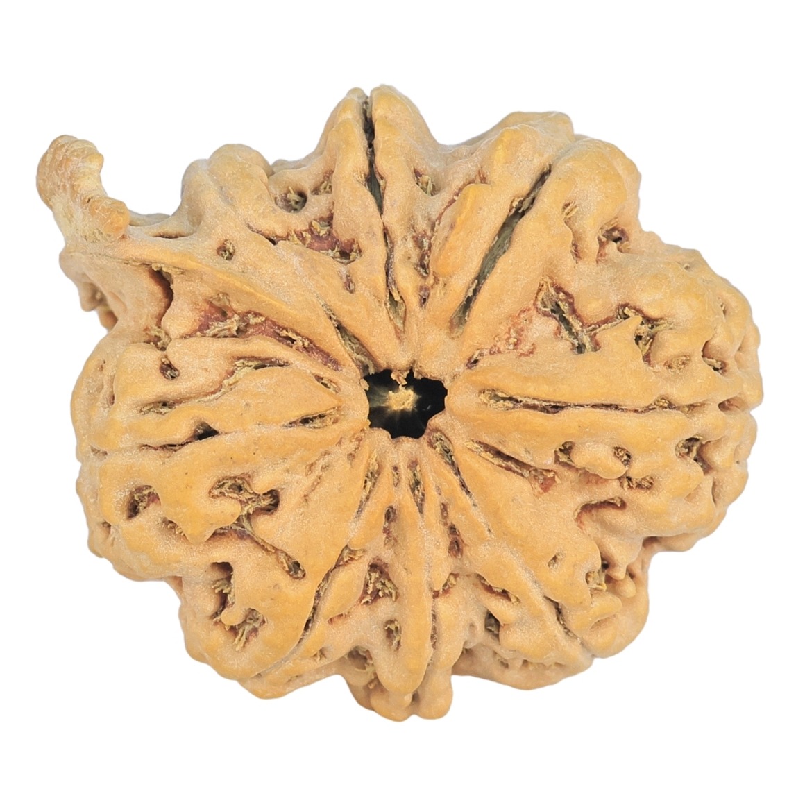 8 Mukhi Ganesh 31.8mm 5.77gm - Rudraksha