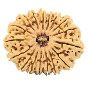 17 Mukhi Rudraksha 34mm 6.55gm - Rudraksha