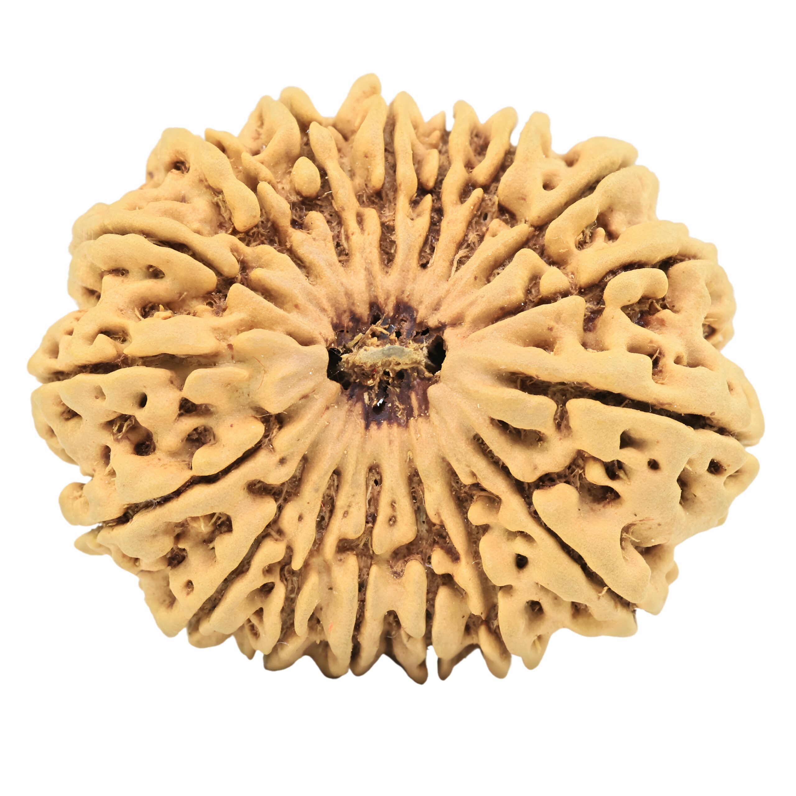 17 Mukhi Rudraksha 34mm 6.55gm - Rudraksha