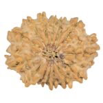 14 Mukhi Rudraksha 22.4mm 2.31gm - Rudraksha