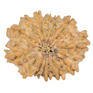 14 Mukhi Rudraksha 22.4mm 2.31gm - Rudraksha