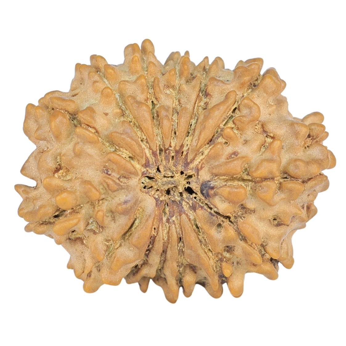 14 Mukhi Rudraksha 22.4mm 2.31gm - Rudraksha
