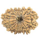 16 Mukhi Rudraksha 29.6mm 5gm - Rudraksha