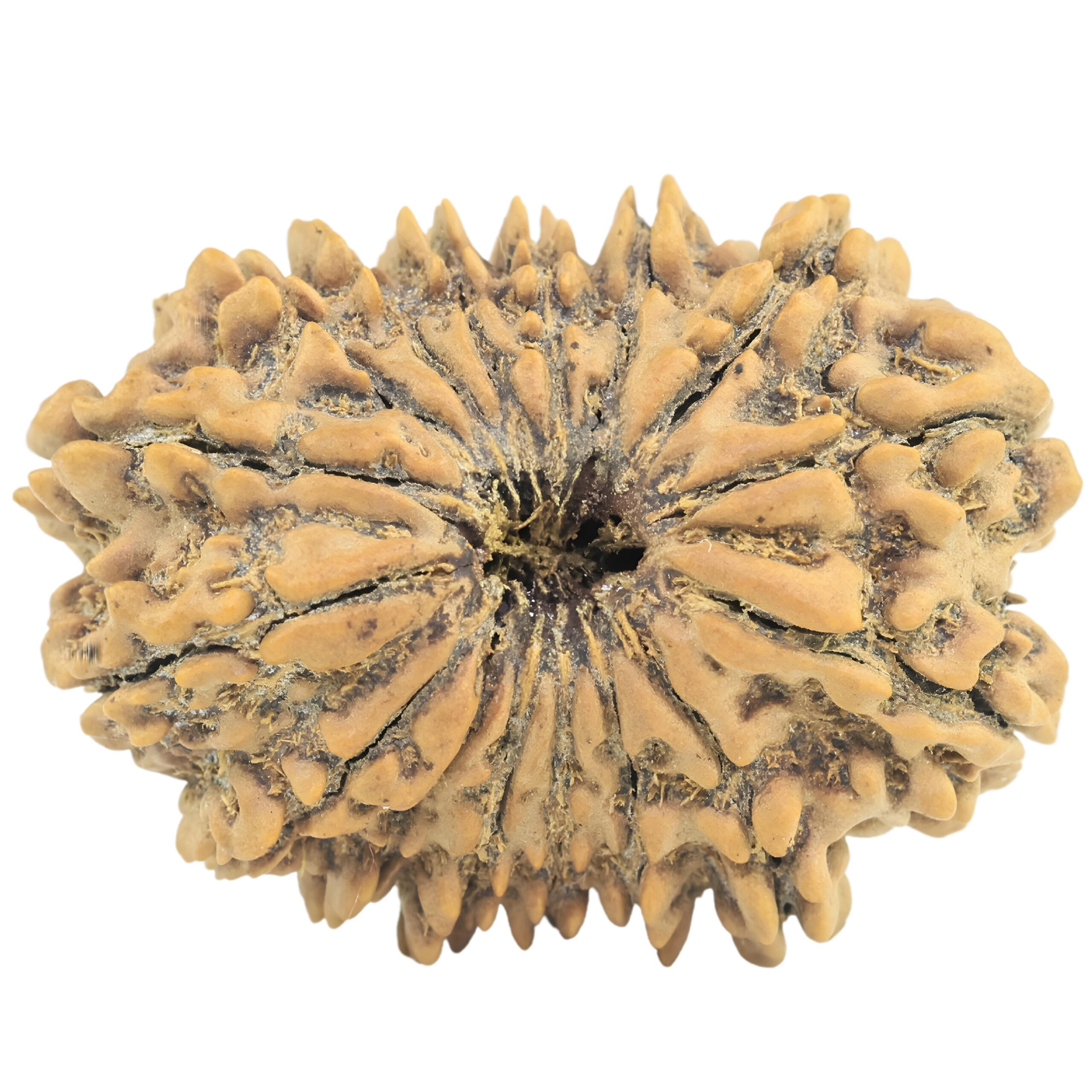 16 Mukhi Rudraksha 29.6mm 5gm - Rudraksha