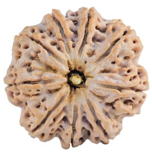 9 Mukhi Rudraksha 32mm 9.35gm - Rudraksha