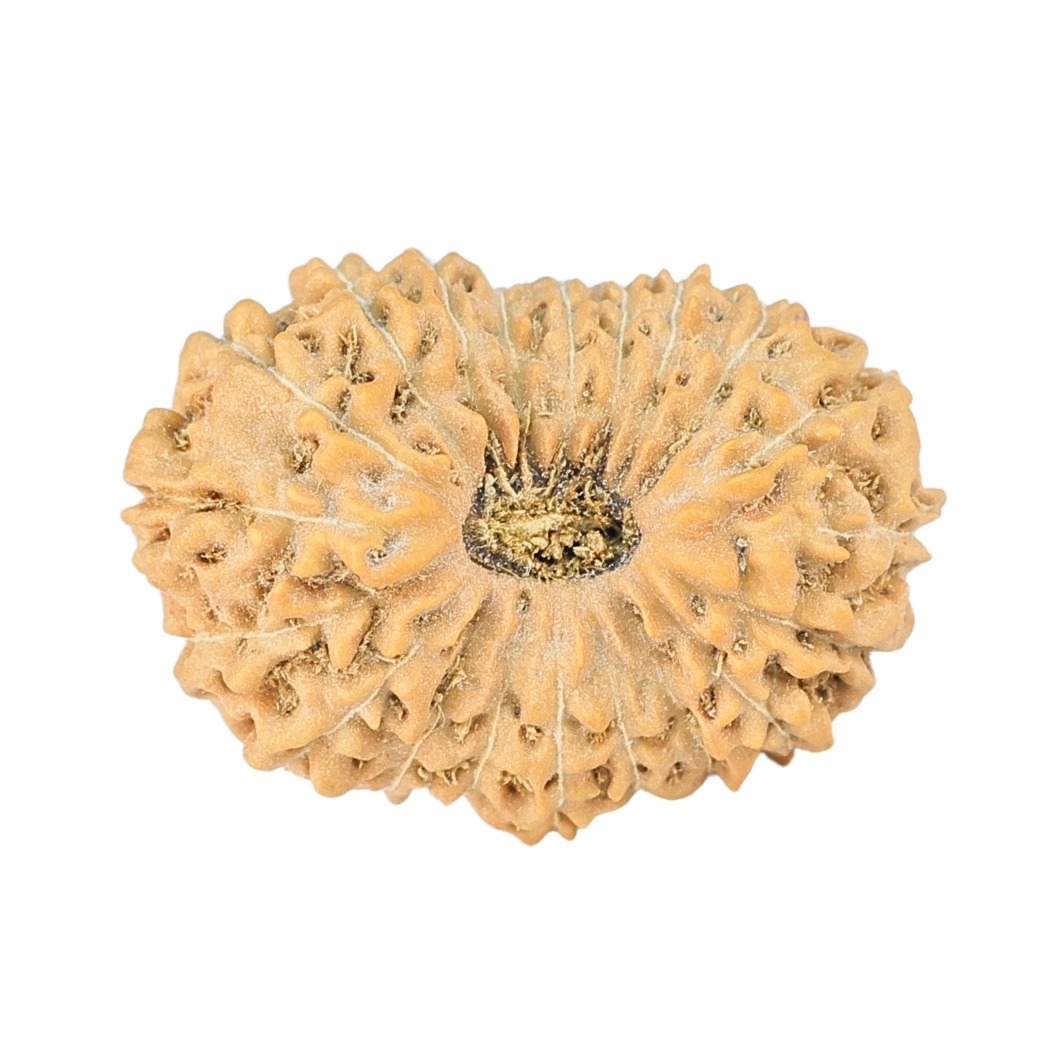 20 Mukhi Rudraksha 21.8mm 2gm - Rudraksha