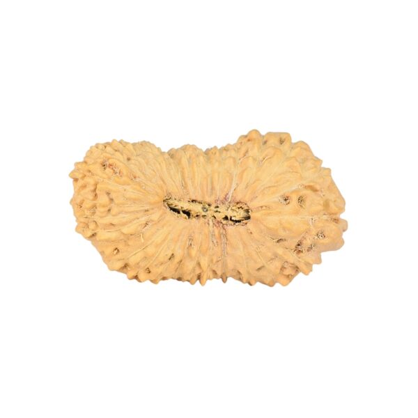30 Mukhi Rudraksha 28mm 2.54gm - Rudraksha