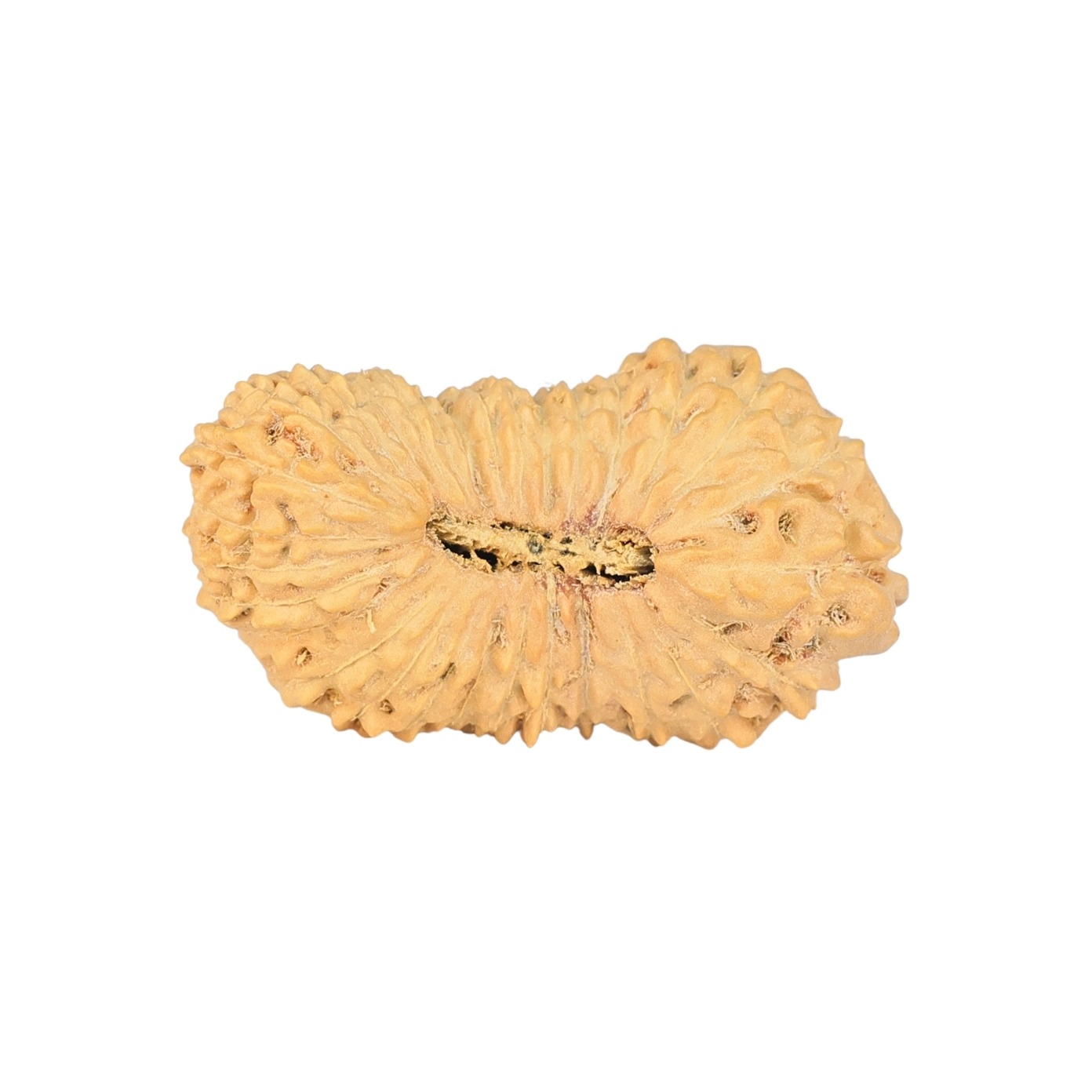 30 Mukhi Rudraksha 28mm 2.54gm - Rudraksha