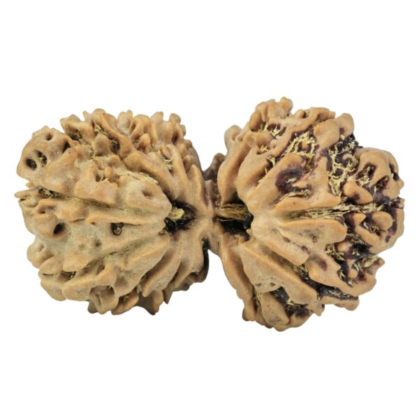 14 Mk Gaurishankar 33.2mm 5.56gm - Rudraksha