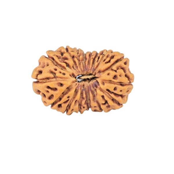 16 Mukhi Rudraksha 23.8mm 2.54gm - Rudraksha