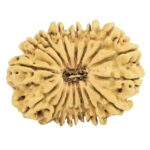 16 Mukhi Rudraksha 29.7mm 2.83gm - Origin: Nepal - Rudraksha