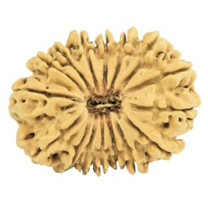 16 Mukhi Rudraksha 29.7mm 2.83gm - Origin: Nepal - Rudraksha