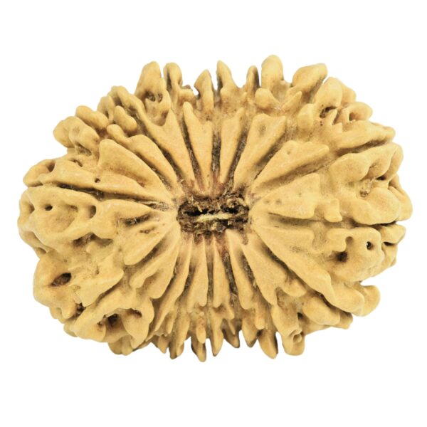 16 Mukhi Rudraksha 29.7mm 2.83gm - Origin: Nepal - Rudraksha