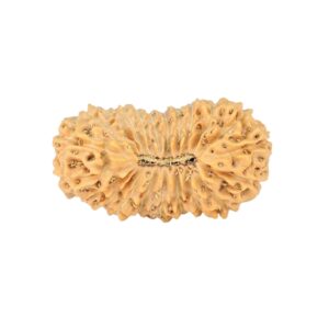 22 Mukhi Rudraksha 25mm 2.31gm - Rudraksha
