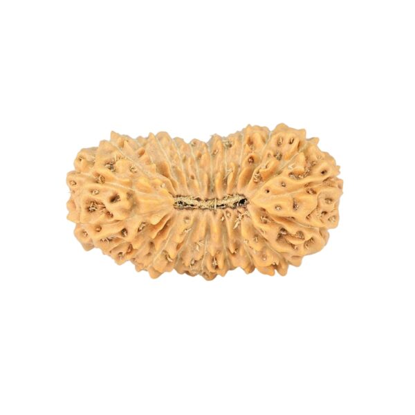 22 Mukhi Rudraksha 25mm 2.31gm - Rudraksha