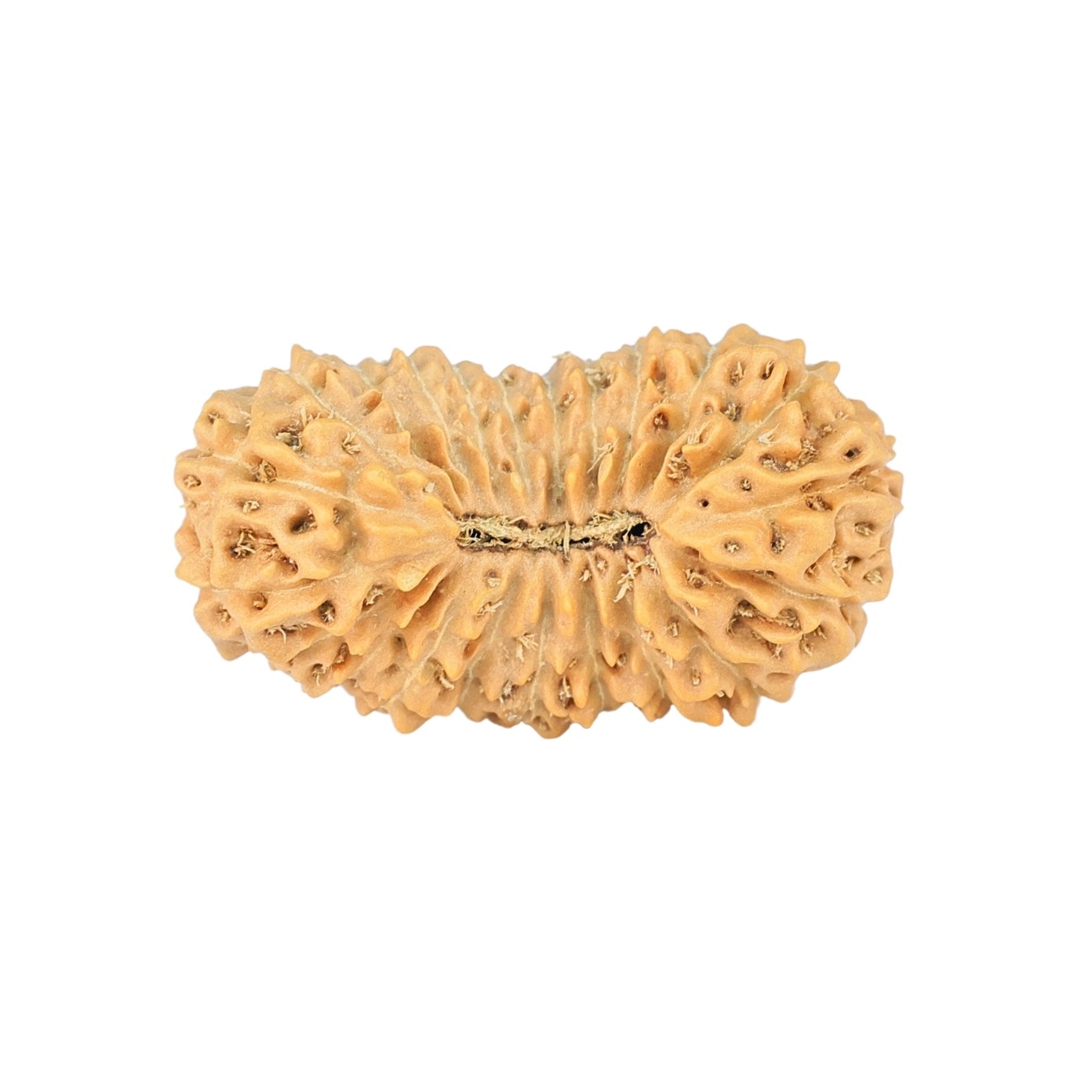 22 Mukhi Rudraksha 25mm 2.31gm - Rudraksha